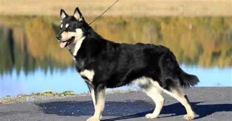 Lapponian Herder Dog Breed Info Guide And Care