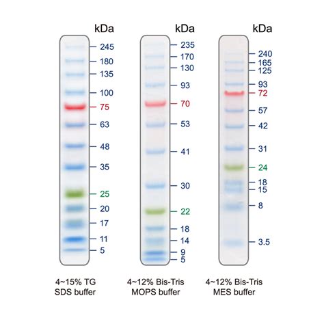 Blu Prestained Protein Ladder Bluelf Prestained Protein Ladder To