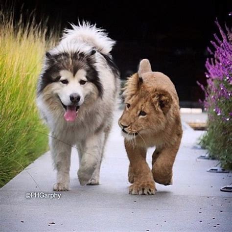 King Napoleon The Husky Wolf With Baby Lion Cub Animal Friends Cute