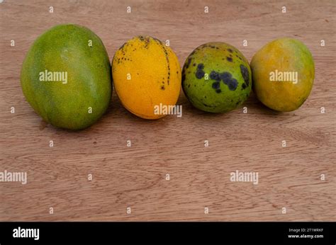 Varieties Of Mangoes Stock Photo Alamy