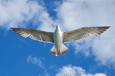 Free Photo | Single seagull flying with spread wings