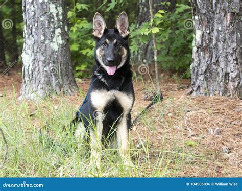 Young German Shepherd K9 Police Dog In Training Stock Photo Image Of