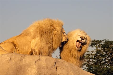 Premium Photo | Two lions roaring at each other in the rays of the ...