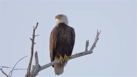 Bald Eagle Screech Audio Stock Footage Video (100% Royalty-free ...