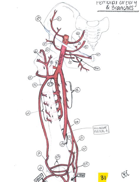 Femoral Artery Branches Diagram Quizlet