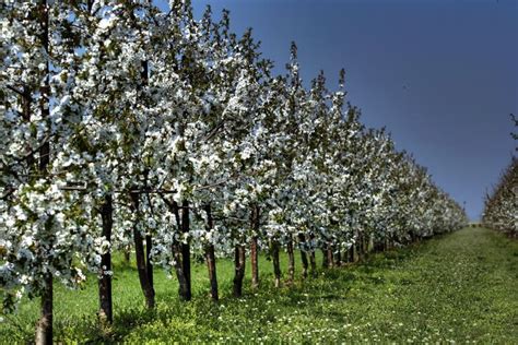 Row Of White Flowers Royalty Free Stock Photos - Image: 9074698