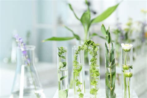 Tubos De Ensayo Con Diferentes Plantas En Laboratorio Cerrado Foto De