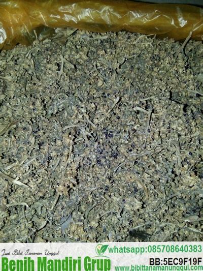 Jual Biji Cendan Super Murah Bibit Tanaman Unggul