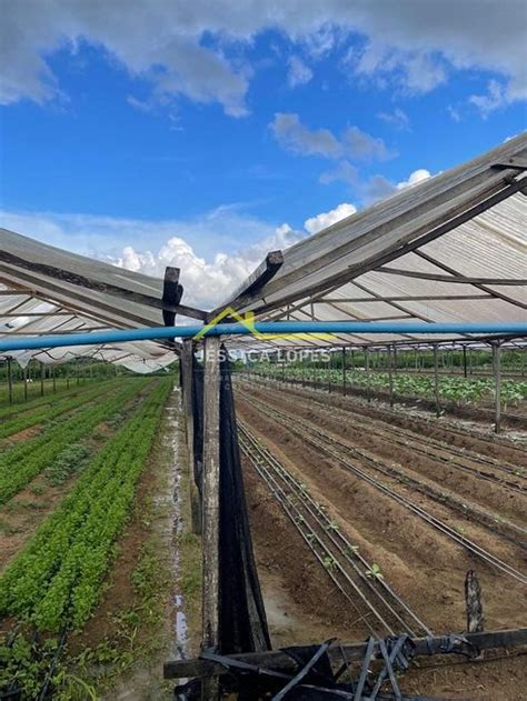 Fazenda S Tio Na Estrada Dos Periquitos Ronaldo Aragao Em Porto Velho