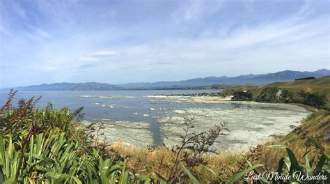 A guide to the Kaikoura Peninsula Walkway - Last Minute Wanders