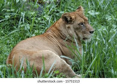 Lioness Panthera Leo Eats Flesh Stock Photo Shutterstock