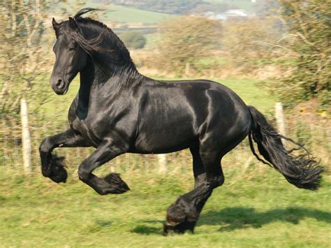 Friesian Horse Wallpapers Wallpaper Cave