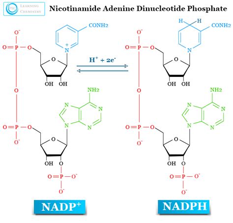 Nicotinamide Adenine Dinucleotide Phosphate NADP NADPH