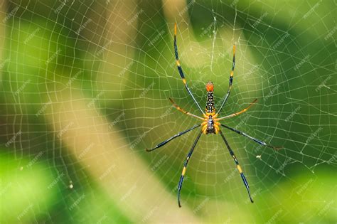 Premium Photo The Fascinating World Of Arachnids An Indepth Look At A