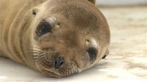 Video Hunt Underway for Stolen Sea Lion Pup - ABC News