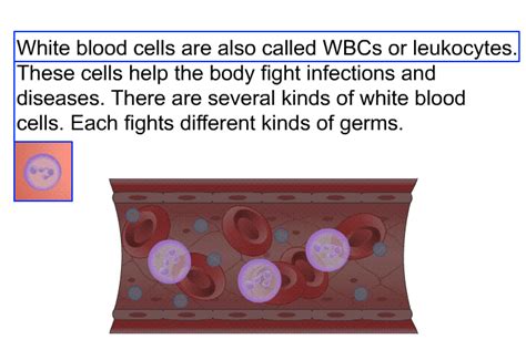 PatEdu.com : Bone Marrow Diseases