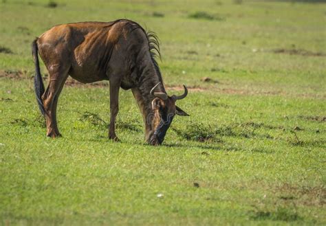 Antelope Wildebeest in Masai Mara in Kenya Stock Photo - Image of ...