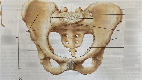 Bio Pelvis Diagram Quizlet