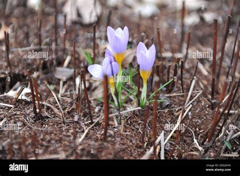 Light Violet Sieber S Crocus Crocus Sieberi Firefly Bloom In A Garden