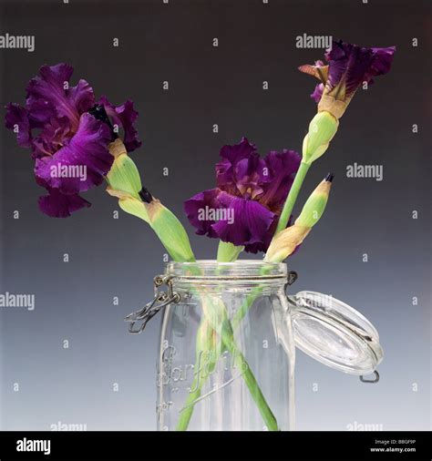 Schnittblumen Im Glas Fotos Und Bildmaterial In Hoher Aufl Sung Alamy