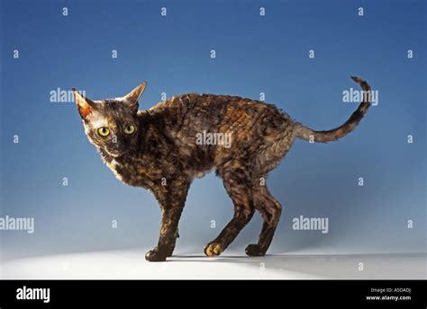 Cornish Rex Standing Cut Out Stock Photo Alamy