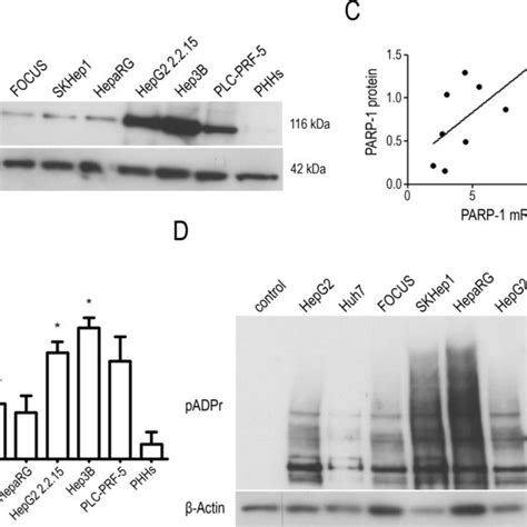 PARP 1 Protein Expression And PARP Activity In Liver Cells A PARP 1