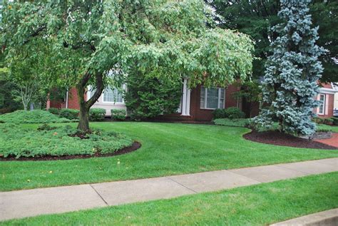 A Review Of The 6 Best Tree Services In Allentown Pa