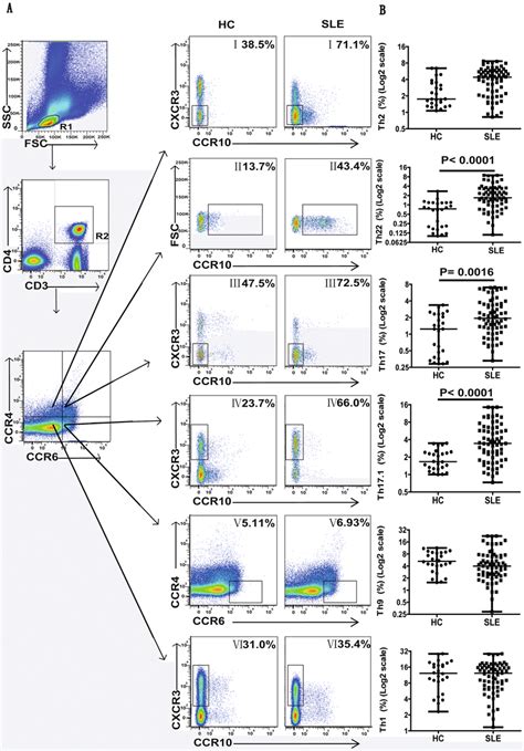 Assessing The Percentages Of Circulating T Cell Subsets Th22 Th17