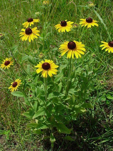 rudbeckia hirta alchetron   social encyclopedia