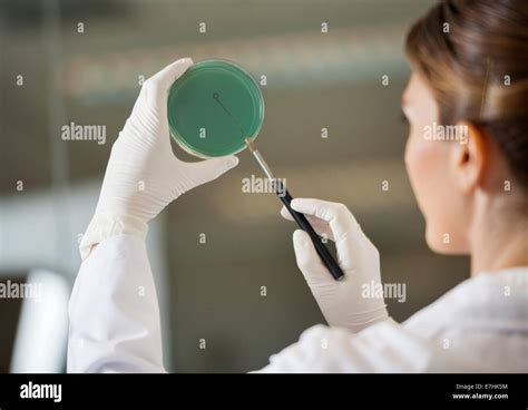 Scientist Examining Petri Dish In Lab Stock Photo Alamy