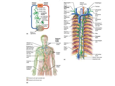 Lymphatics Diagram Quizlet