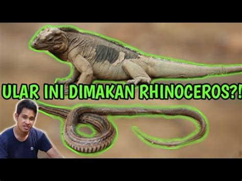 ULAR SALAH MASUK KANDANG IGUANA BEGINI JADINYA YouTube