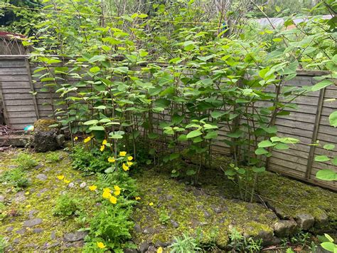 Buying A House With Japanese Knotweed On The Property