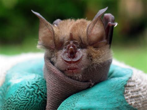 African Bat Pictures National Geographic