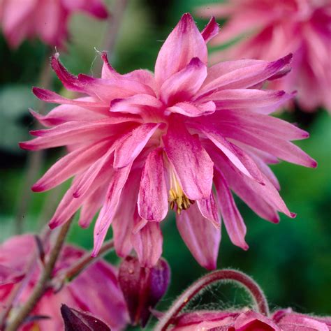 Aquilegia Columbine Pink Barlow Plantcetera