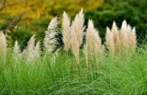 How to Grow Dwarf Pampas Grass: A Guide for Gardening Lovers