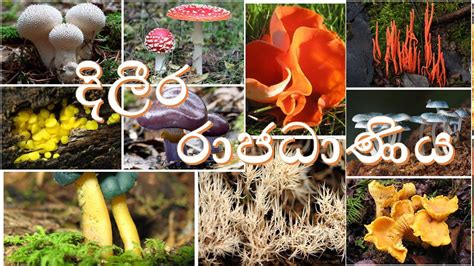 Kingdom Fungi දලර රජධණය හඳනවම AL biology lessons in