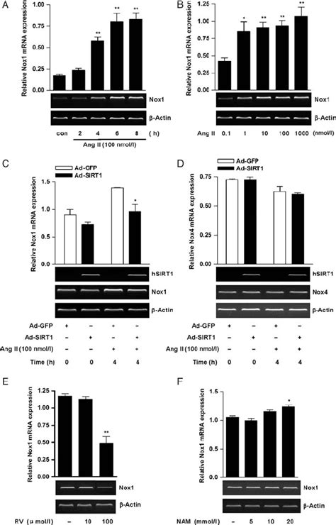 Nox And Nox Mrna Level S In Vsmcs A B Effect Of Ang Ii On Nox