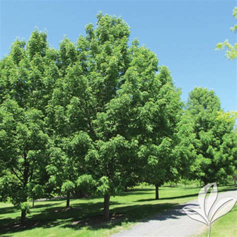 Green Ash Tree