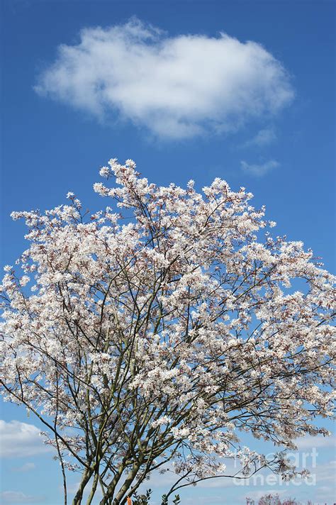 Juneberry Tree Flowering in Spring Photograph by Tim Gainey - Pixels