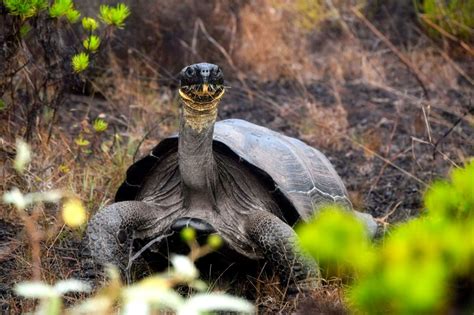 Revelando Los Enigmas Migratorios De Las Tortugas Gigantes De Gal Pagos