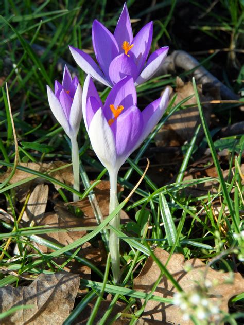 Banco De Imagens Natureza Flor Aberto Plantar Flor Roxa