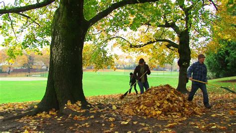 A Couple Of People Rake Fallen Leaves From Large Tree Into Pile During Autumn. Stock Footage ...