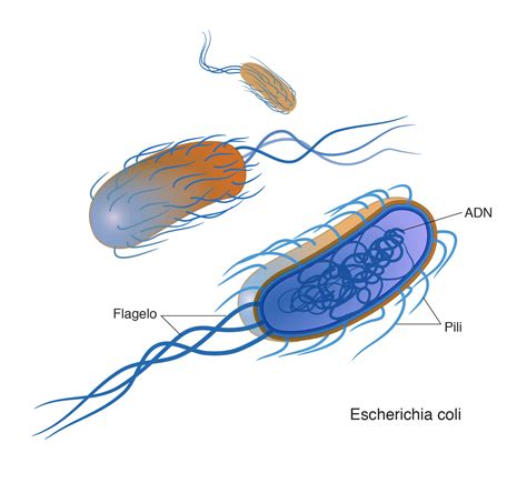 Bacteria Nhgri