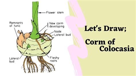 How To Draw A Corm Of Colocasia Malaikas Drawing Corner Youtube