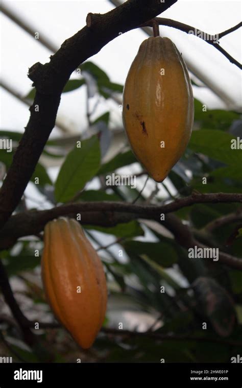 Cacao Fruits On The Theobroma Cacao Also Called The Cacao Tree Or