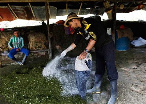 Destruyen Laboratorios De Coca En Colombia Tn Tv