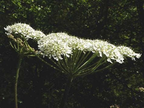 Cow Parsnip Burns Treatment