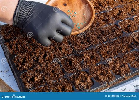 Farmers Are Sowing Seed Plants Into The Ground Growing Seedling