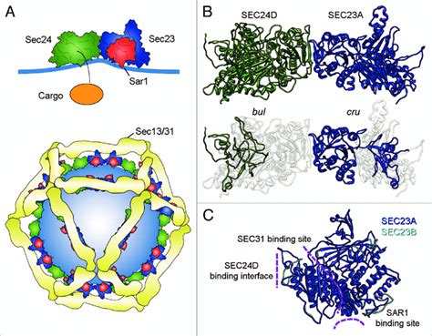 bulldog and crusher encode mutations in the CoPii complex. (A) Graphic ...